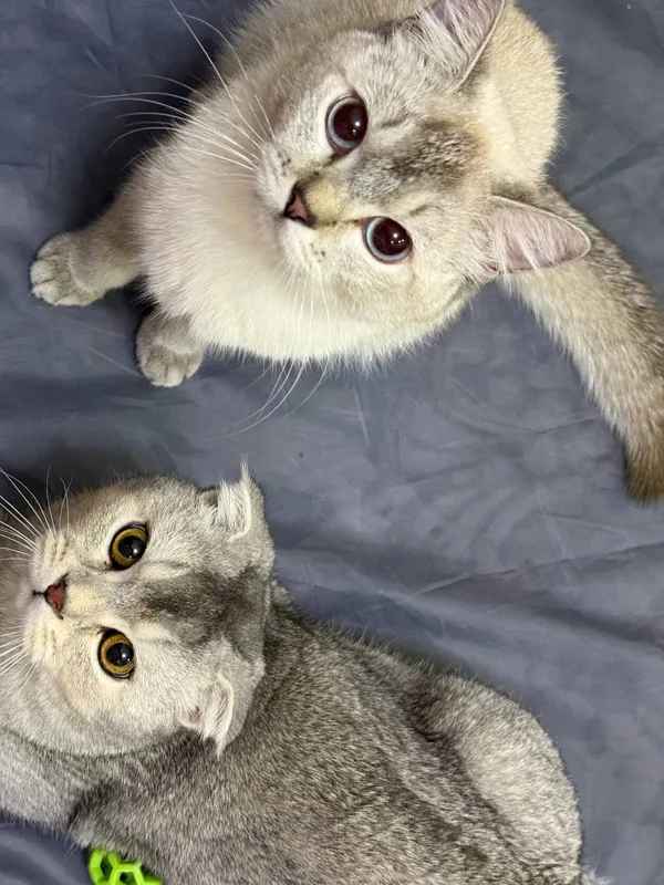 Srochna sotladi Scottish Fold 8