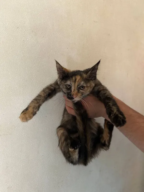 Котята отдам даром — фото 2