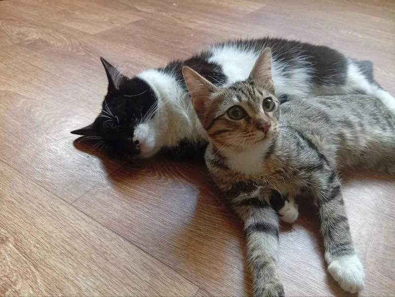 Котенок Мальчик 4 месяца — фото 2