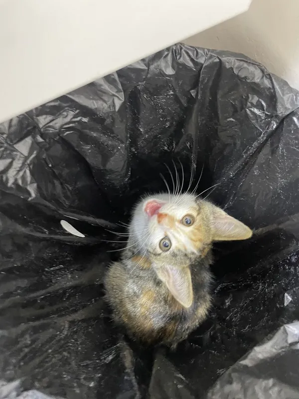 Котенок в добрые руки 4 Котенок в добрые руки 4