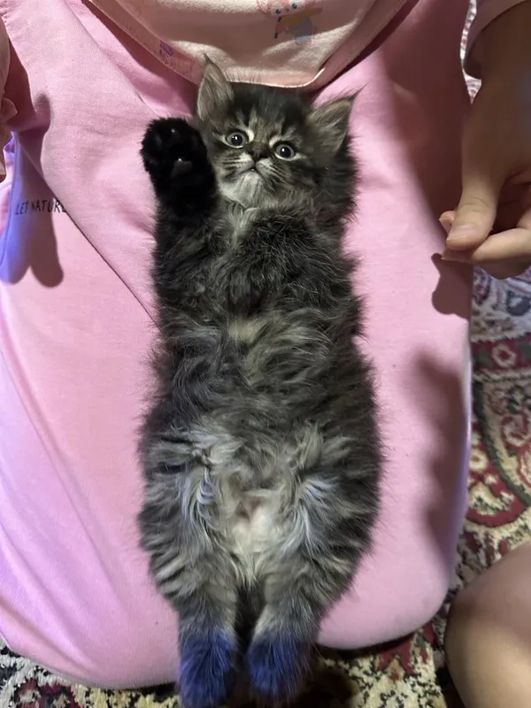 Продаётся котёнок — фото 3