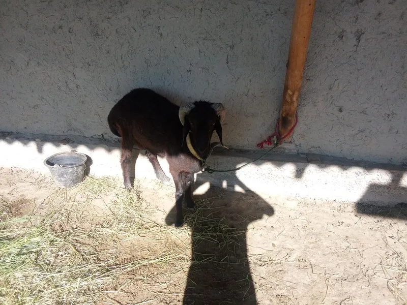 Qchqorimiz yeyishiga muammo yoʻq 3 Qchqorimiz yeyishiga muammo yoʻq 3
