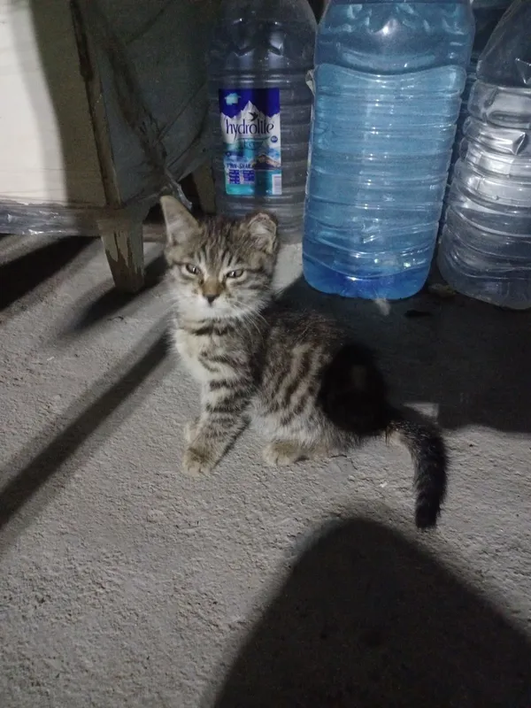 котенок в добрые руки