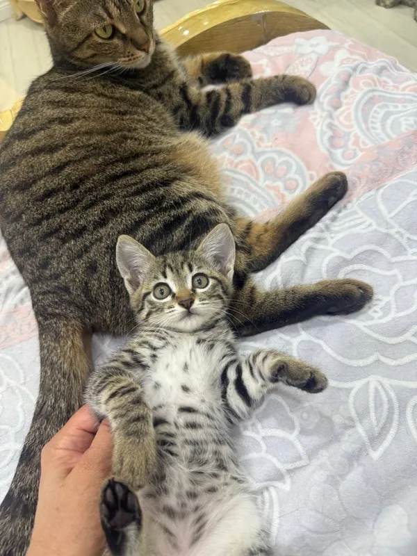 Отдам в добрые руки котята — фото 1