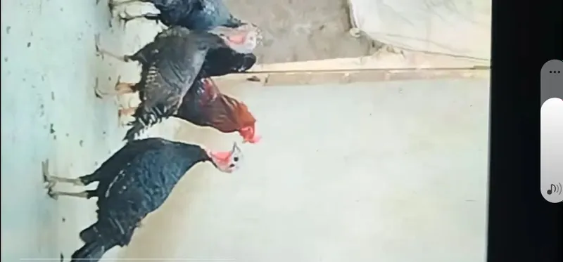 Induklar sotiladi 1