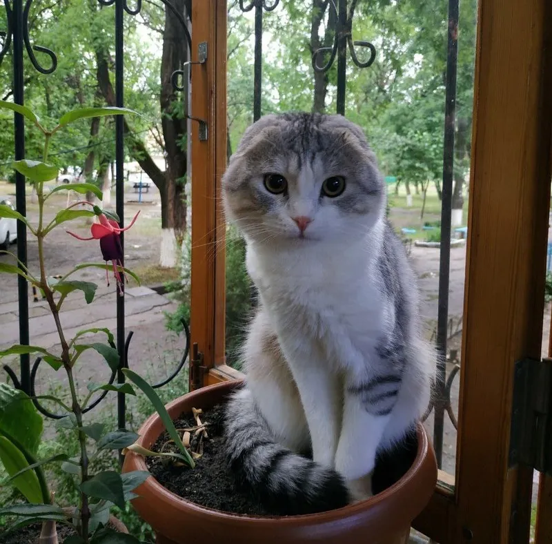 Scottish Fold tebi Scottish Fold tebi