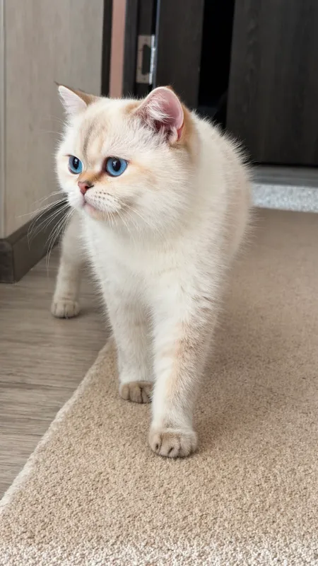 Британская шиншила окрас золотой поинт — фото 2