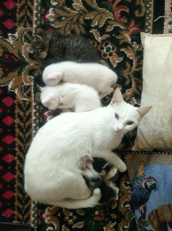 Котенок 1 месяц отдам даром 4