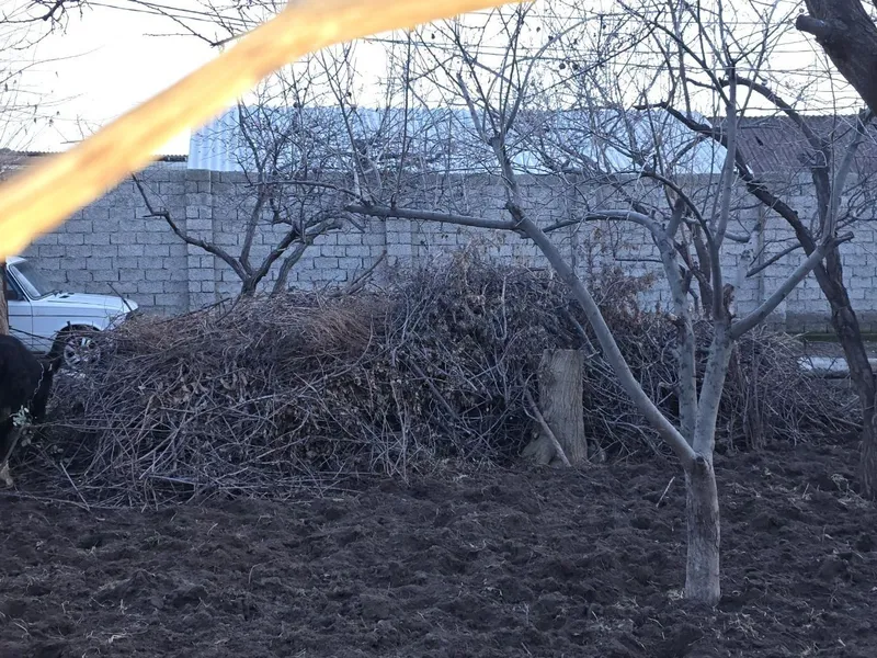 Дарахт шохлари сотилади