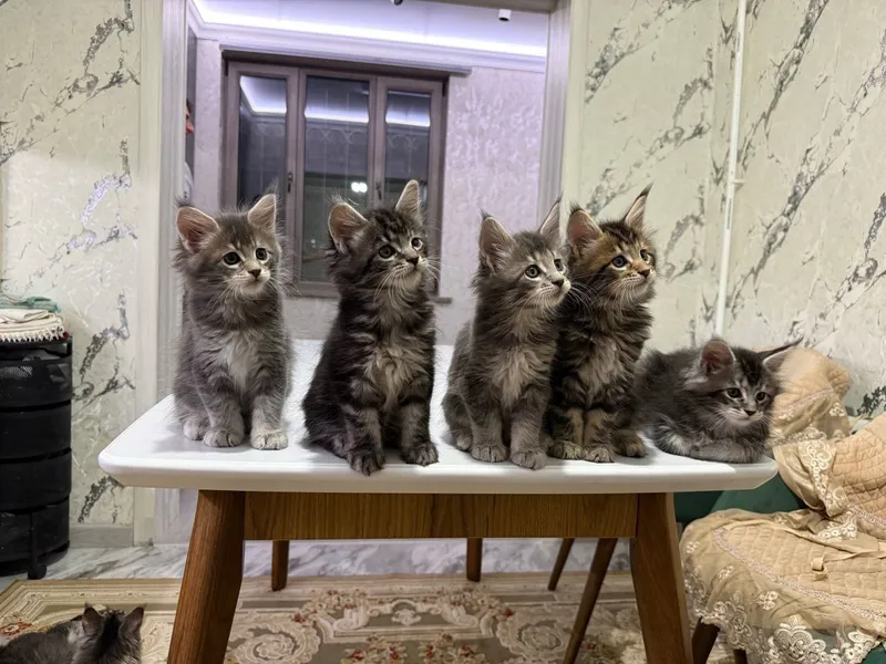 Продаются шикарные котята породы мейн-кун 1