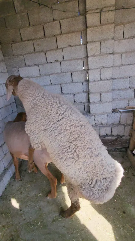 Qoy srochna sotiladi 1 Qoy srochna sotiladi 1