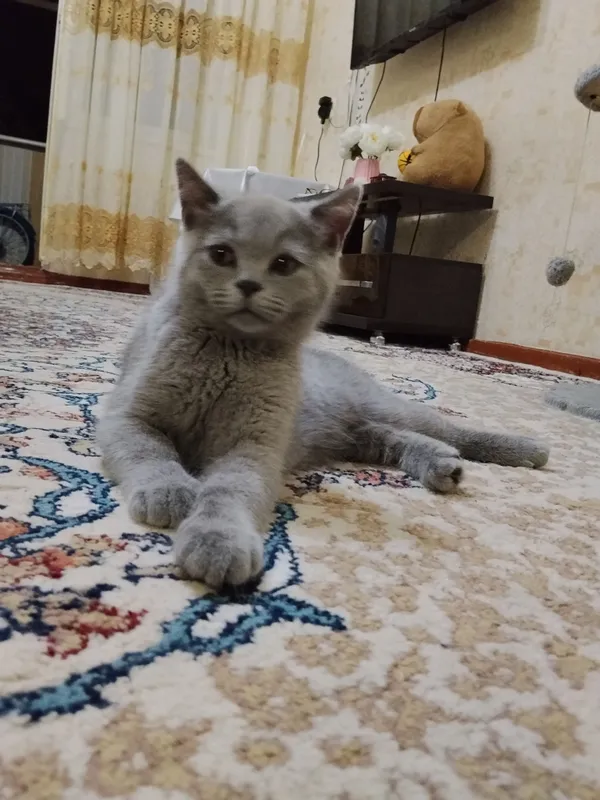 Короткошерстные британские котята — фото 1