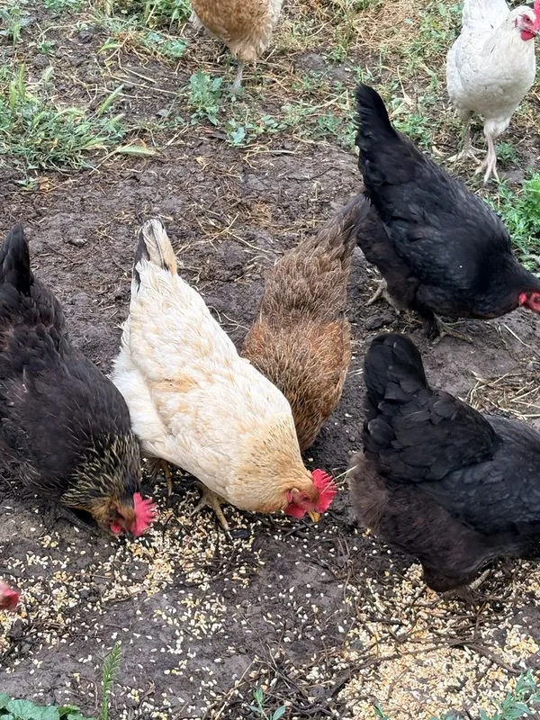 11 ta tovuq va bitta xoʻroz. bitta tovuq kurk bogan — фото 1