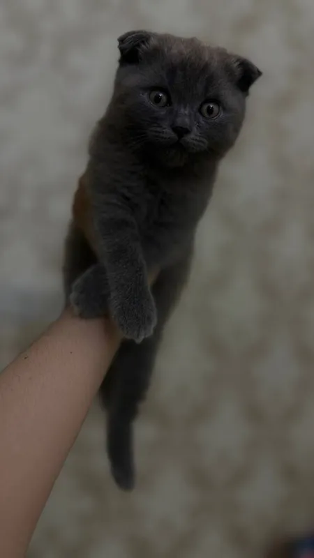 Scottish strayt va  Scottish fold mushuklar