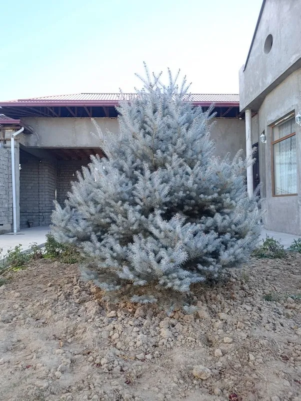 Продаются голубая ель