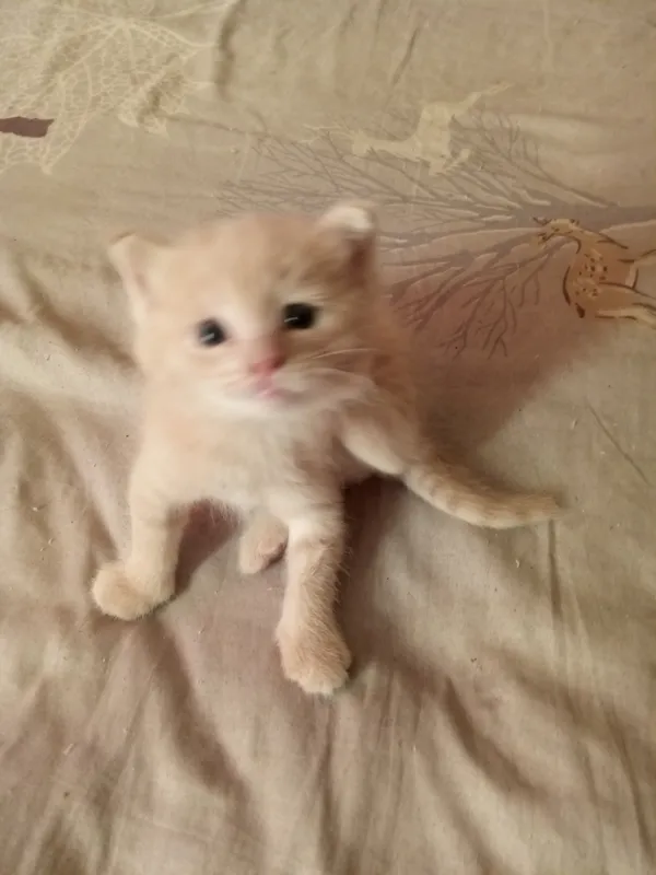 котенок