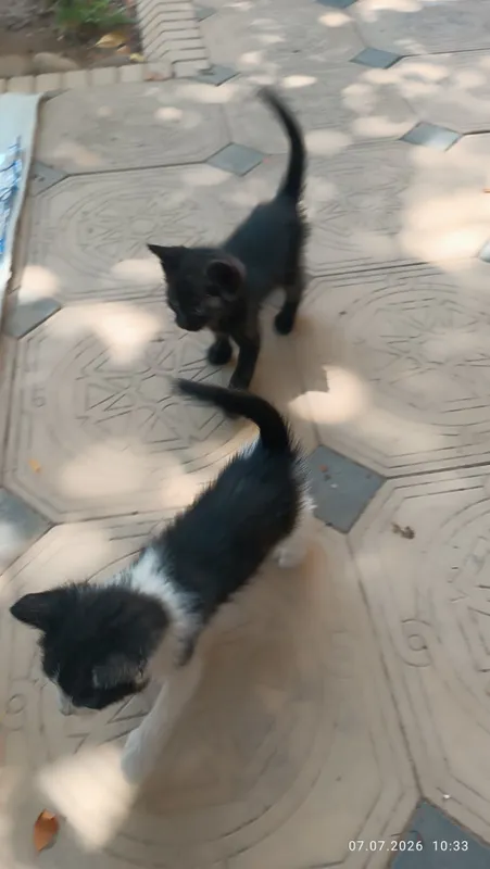 Котята, 3 мальчика и 1 девочка. Бесплатно 3 Котята, 3 мальчика и 1 девочка. Бесплатно 3