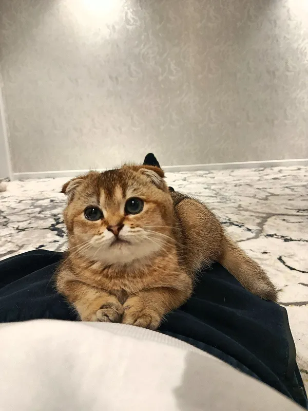 Британский золотой шиншилла — фото 3