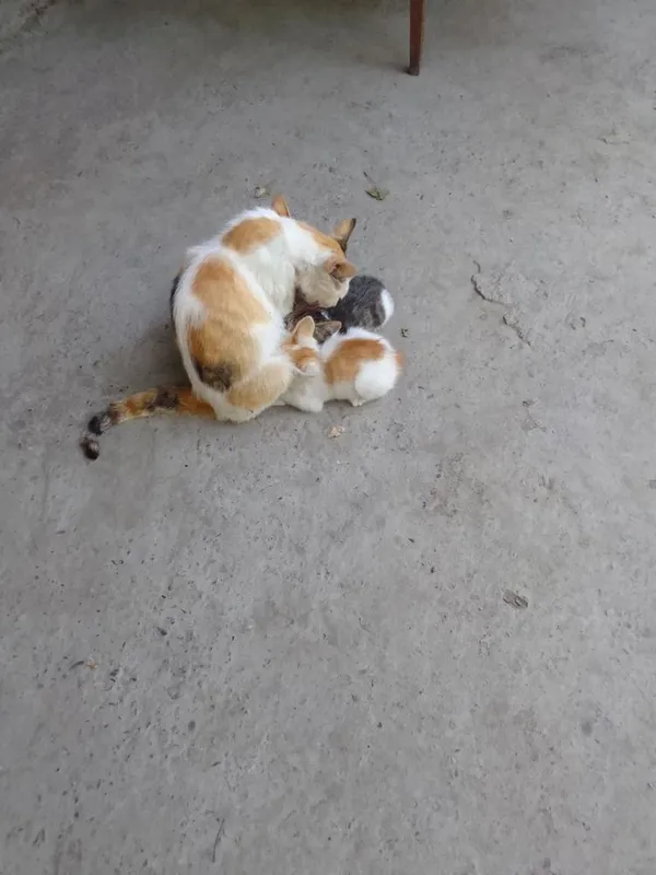 Котята 2 месяца, два мальчика и девочка в добрые руки 6 Котята 2 месяца, два мальчика и девочка в добрые руки 6