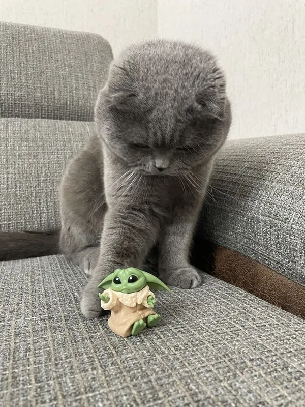 Мальчик Scottish Fold 2 Мальчик Scottish Fold 2