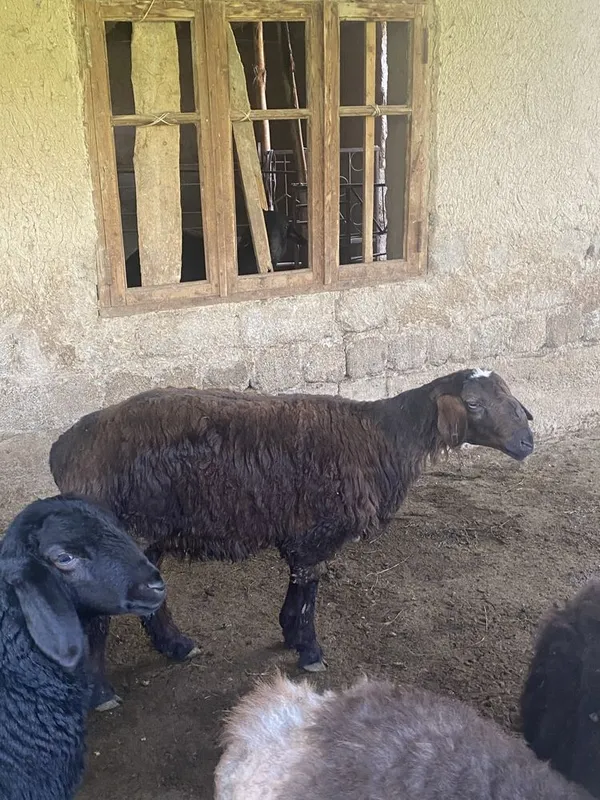 Qozi qochqor sotiladi