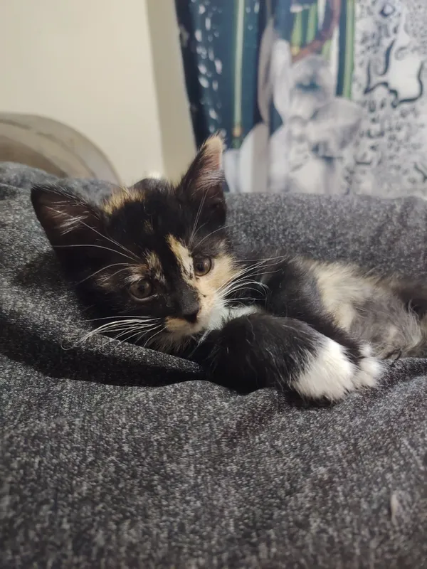 Котята бесплатно — фото 4