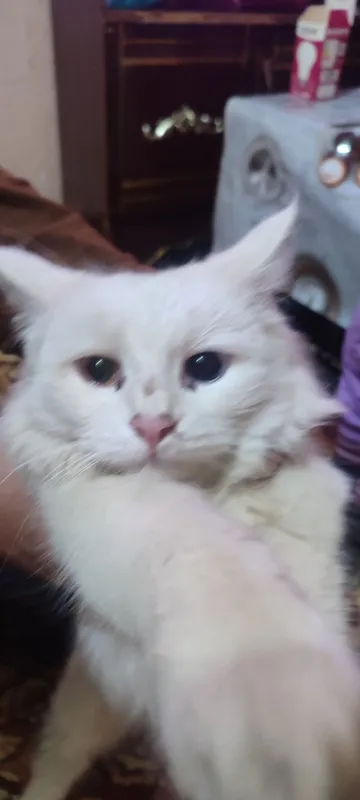 Turkish angora (odd eyes) ikki xil koʻzli Ko‘zlari