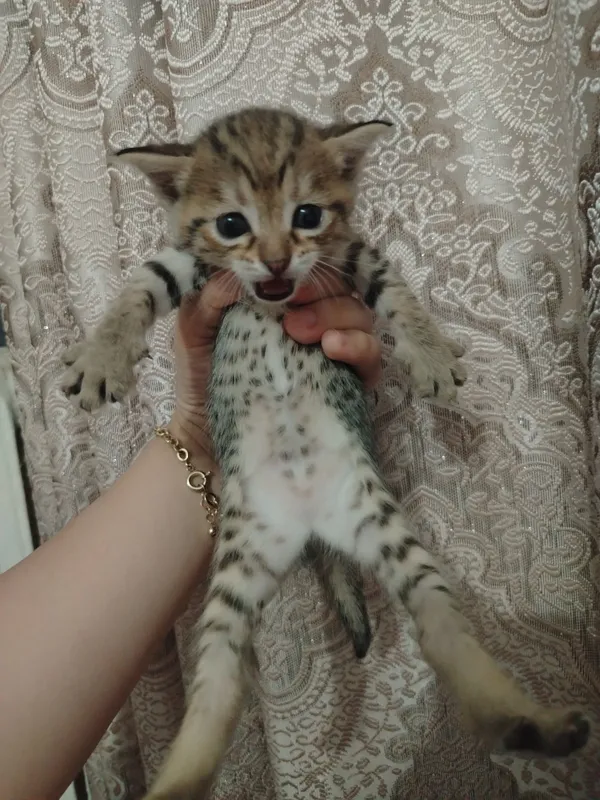 Продаётся кошка с котятами 6 Продаётся кошка с котятами 6