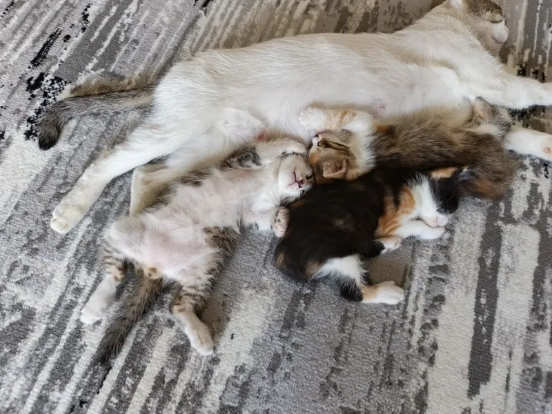 Котята, 2 месяца. Отдаются бесплатно 1