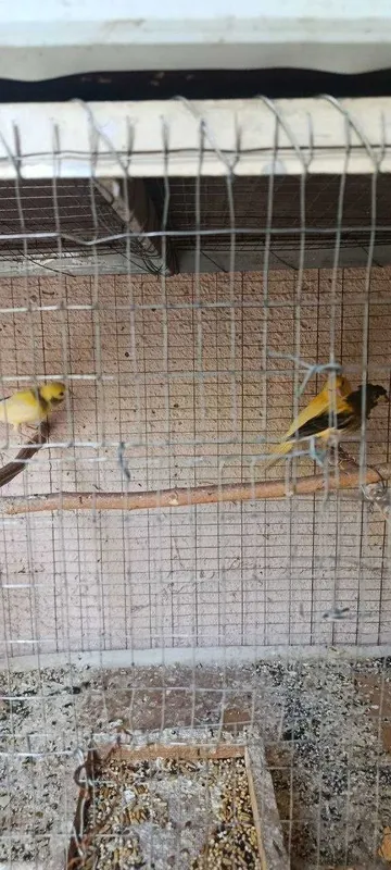 Канарейка ёшлари 1