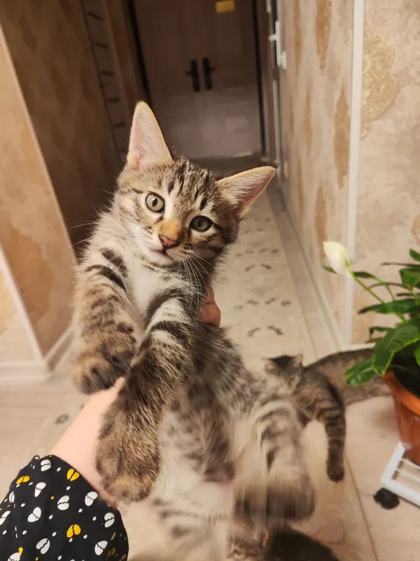 Моих котят подарю хорошим людям 2