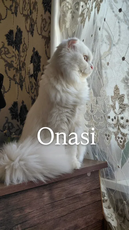 Mushuk bollari hammasi qizbola zotli bilan chatishgan srochna sotiladi 8