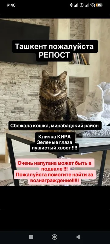 Пропала кошка, нашедшему 200$