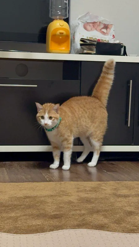 отдаю кота