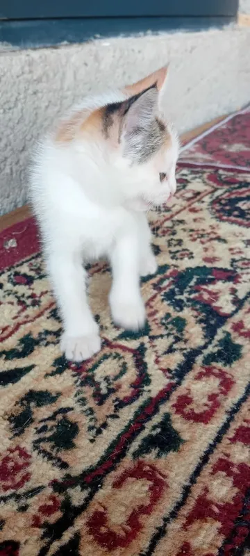 Mushuk bolalari xadyaga yaxshi qaredigan insonlarga