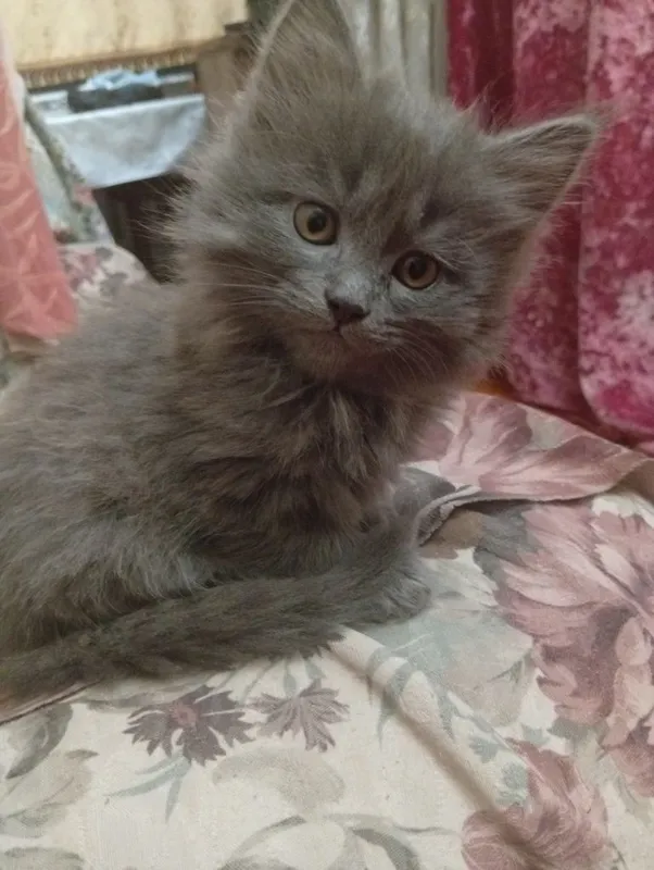 Продадим котеенка