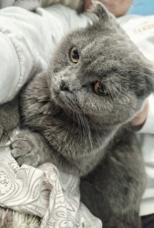 Кошка Скоттиш фолд
