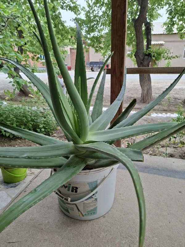 Aloe gul. Алоэ гул — фото 1