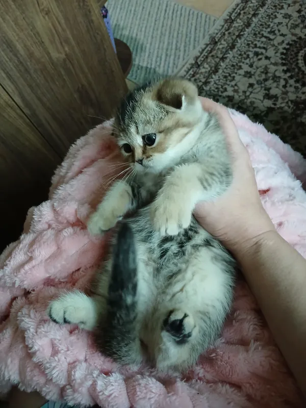 продаю котенка шиншила фолд — фото 4