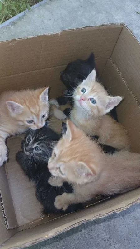 Отдам даром котят
