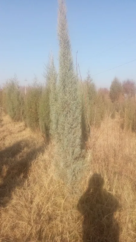 archalar bor yashil makon arzon narxlarda yetkazib berish hizmati bor — фото 2 archalar bor yashil makon arzon narxlarda yetkazib berish hizmati bor — фото 2