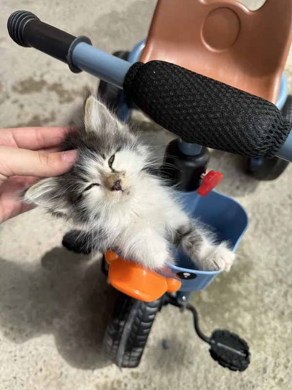 Котятки, по 2 месяца. 3 мальчика одна девочка. — фото 2