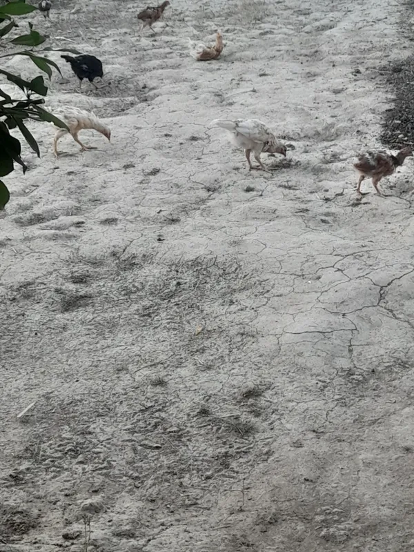 jujalar sotiladi uzi kat jujalar sotiladi uzi kat