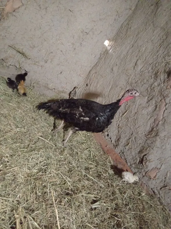 Erkak kurka va ona bola kurka sotiladi