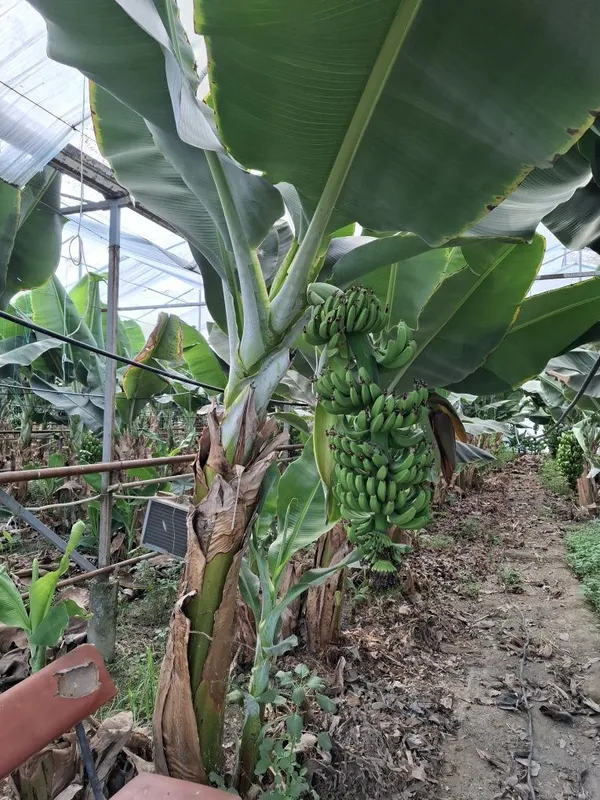 Banan kuchatlari niholi, Росток банана, Банан кучати нихоли 5 Banan kuchatlari niholi, Росток банана, Банан кучати нихоли 5