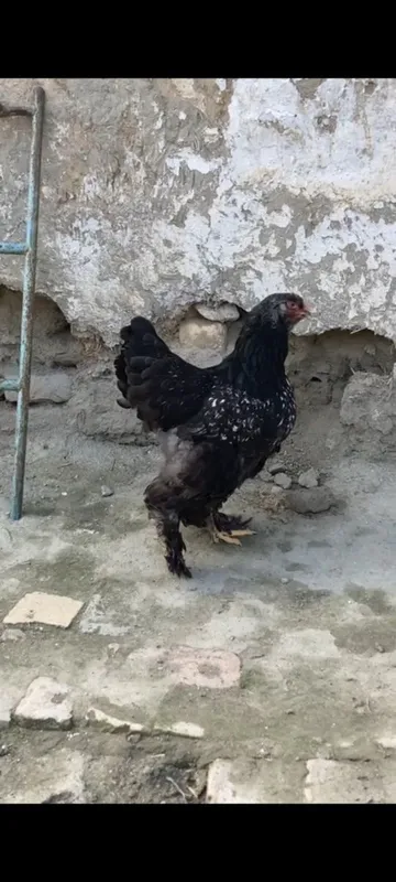Брама Точкали тухумлар ва жожа — фото 6