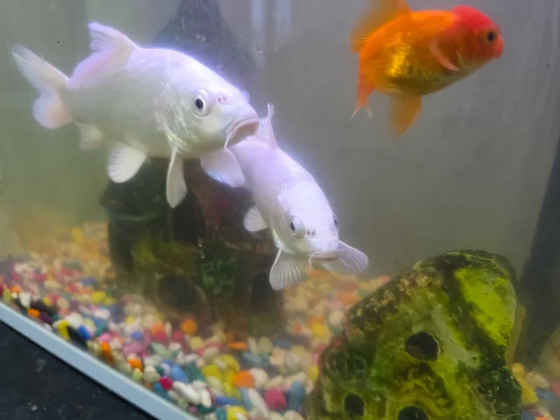 Akvarium baliqlari sotiladi