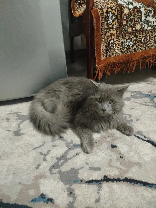 кошка 1 кошка 1