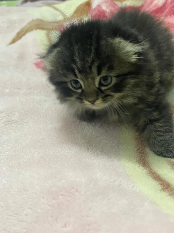 Продаётся котёнок — фото 1