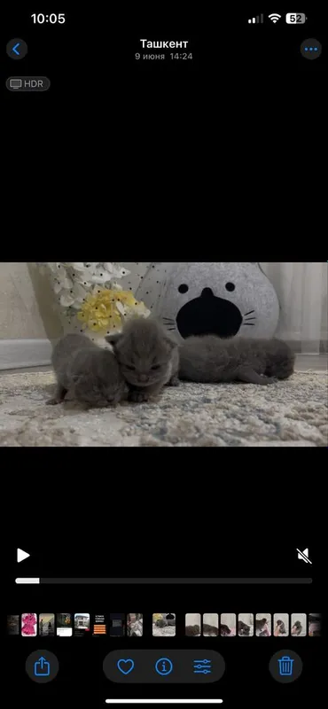Шотландская вислоухая кошка
